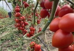 Domates ve sebzeye 'kasım' etkisi! Fiyat endeksinde büyük düşüş