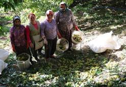 Köylü dağdan topluyor! İlçe pazarında 250 TL'ye satıyor: Sıfır maliyetle iş kuruyorlar