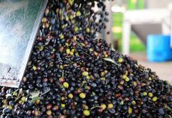 Zeytin sıkımından çıkan gübreli su tarım arazilerine geri dönüyor! 200 bin metreküp 'Altın Su' ile üreticinin maliyeti düşecek