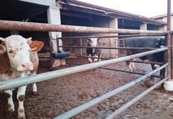 Kütahya’da şap karantinası yeniden başladı