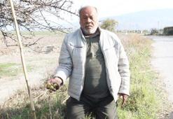 Ormanlık alanlarda ve vadi kenarlarında yetişiyor! Aydın'da şifa kaynağı ürün büyük ilgi görüyor