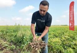 Hasat sezonu tamamlandı ama tarlada mesai bitmedi! Çöpünü bile değerlendiriyorlar: Bol süt veriyor diye hayvan yemi yaptılar