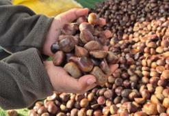 Günde 600 kilo satıyorlar! Tezgahlar dolup taştı: Kilosu 175 liradan kapış kapış gidiyor