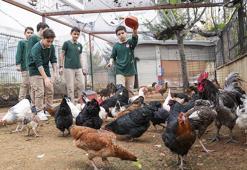 İstanbul'da böyle okul yok! Öğrenciler tavuk besleyip meyve sebze hasat ediyorlar