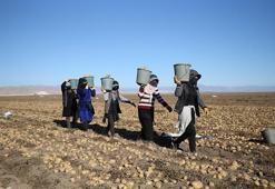 Süphan Dağı'nın Eteklerinde Bitlis'in altın hasadı devam ediyor! Tarladan çıkmadan ihraç ediliyor, çiftçi bayram etti