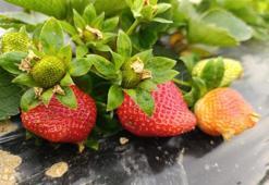 Mart ayında altın değerinde hasat: Köprübaşı çileği kilosu 200 TL'den yok satıyor!