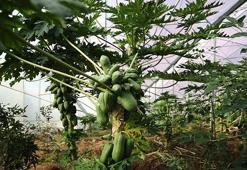 Alanya'da çiftçi tropikal meyveyi bahçesine ekti, 30 yıllık üretimi 5 yılda aldı! Birinci yılında meyve vermeye başlıyor: Yurt dışından bile talep görüyor