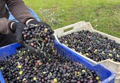 Osmaneli zeytininde hasat yağlık çıkmadı, mazot ve gübre çiftçiyi resmen 'duman' etti! Üretici isyanda Tarlada 160, markette 500 lira