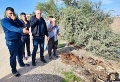 Tek tırnaklı etinin sık sık görüldüğü Adana'da endişelendiren görüntü! Dere yatağında onlarcası var