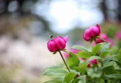 Dünyadaki 250 endemik bitki sadece Antalya'da yetişiyor