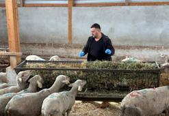 Şap mağduru Bursalı üreticiler destek bekliyor