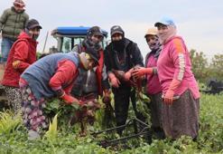 Menemen'de kırmızı elmas hasadı başladı! Binbir zahmetle toplanıyor! Tarladan çıkıp pazarda 4 katına satılıyor