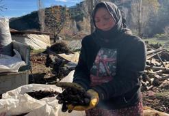 Denizli’nin coğrafi işaretli lezzetinde hasat başladı! Yöre halkının tek geçim kaynağı: Verim yüzleri güldürdü