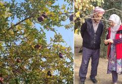 Şanlıurfalı çiftçi bağ ve nar bahçelerinde bekledikleri verim alamadı! Ekipler sebebini ve çözümü açıkladı