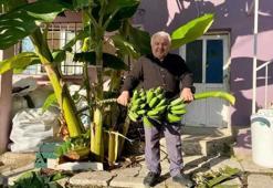 Denizli'de alışkanlık değişti: Koyun gübresiyle elde etti