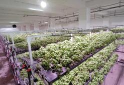 Batman'da 35 günlük fark yarattı: Yeraltında üretiliyor! Bölgede ilk oldu, 6 katı aştı