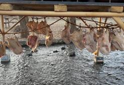 Kars'ın kar altındaki hazinesi: Kilosu 2 bin liradan satılıyor! Kurutma işlemi 30 gün sürüyor