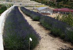 Aromatik bitkide Türkiye rekoru! Eskişehir'de sayısı belli oldu