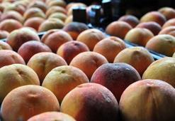 Bursa Tarım Şenliği başlıyor lezzetler vitrine çıkıyor