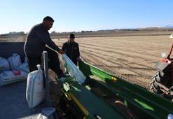 Adana'da zamanı geldi: Çukurova'nın sarı altını için harekete geçildi