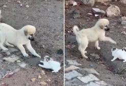 Muhtarın objektifine sevimli kavga böyle yansıdı