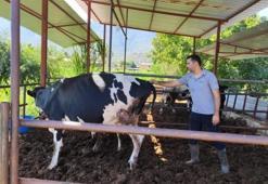 Muğla'da şap alarmı! 11 mahalle karantinaya alındı