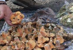 Ormandan toplayıp pazarlarda satıyorlar! Kilosu 300 lira: "70 tür birbirine benziyor, ölüme bile götürüyor"