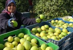 Mersin'de hasat başladı! Binlerce kişi geçimini bu üründen sağlıyor: Yurt içi ve yurt dışına kasa kasa gönderiliyor