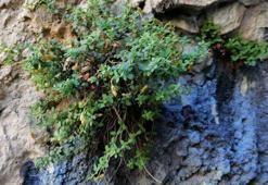 Malatya'da yetişiyor: Bilim insanları ispatladı, kapasitesi yüzde 90'a ulaştı! Ticari potansiyeli çok yüksek