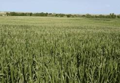 Eskişehir'de 6 ilçede ilan edildi: Üreticilerin ürün tercihi kökten değişti