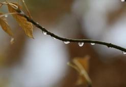 Bursa'da çiftçinin yüzü güldü! Karacabey Ovası'nda buğday ve arpa için kritik gelişme