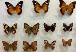 Türkiye'nin en büyük biyolojik arşivi Van'da: 10 bin tür böcek risk altında! Uzmanlardan kritik uyardı: 'Çok hızlı bozuluyor'