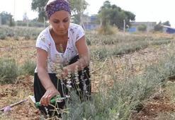 Adana'da turizm işine girmeden önce denedi: 4 ton üretimi yakaladı! Girişimci kadının 1 yıl da hayatını değiştirdi