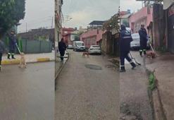 Adana'da başıboş sokak köpekleri toplanıyor