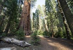 Denizli'nin ilçesine denemek için ekildi: 2300 yıl toprakta kalacak!
