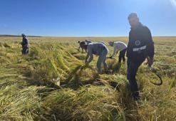 Dünyanın gözü onda! Diyarbakır'ın 6 yılda bir yetişen Karacadağ Pirinci Lyra markasıyla şifa dağıtıyor
