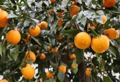 Adana’da yağışlarla çiftçi bayram etti! Rekolte beklentisi arttı