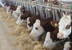 Tokatlı vatandaş devlet desteği aldı! Hayvan sayısını 20 kat artırdı