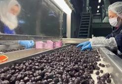 Türk zeytini dünyada rekor kırdı: 65 ülkede kapış kapış satılıyor