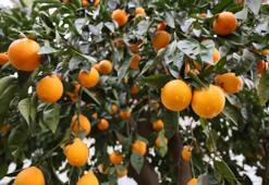 Adana'da yağmur 4 gündür aralıksız yağıyor! Çiftçi sevindi, fiyatlar düşecek