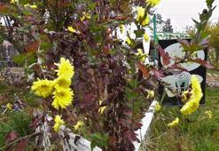Yozgat’ta yalancı bahar! Aralık ayında güller ve diğer çiçekler açtı