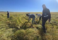 Diyarbakır'da 6 yılda bir yetişiyor! Volkanik arazinin meyvesi: Şekli tüm dünyada dikkat çekiyor