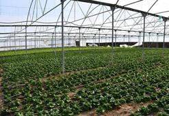 Antalya'da kriz yükseliyor: Tarlada 2 lira, pazarda 30 lira!