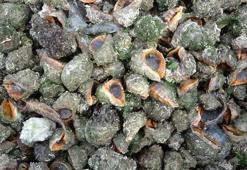 Karadeniz'i istila ettiler! Hamsi ve midyeler tehlikede