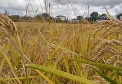 Bursa'da çeltik ve ikinci ürün ekimi yasaklandı! Üretici zor durumda