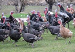 Kocaeli'nin meşhur Kandıra hindisinin fiyatı belli oldu! Sezon açıldı