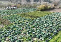 Osmaniye beklediğini Aralık ayında aldı: 70 dönümde hasat başladı