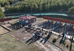 Kangal köpeğinin sırrı bu merkezde! Ziyaretçi akını var