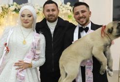 Düğünde gelin ve damada takı yerine çoban köpeği verildi