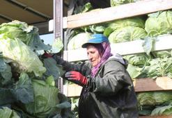 2 bin lira yevmiyeyle yaz kış çalışıyorlar! Sakarya'da kadın işçilerin zorlu hasadı başladı